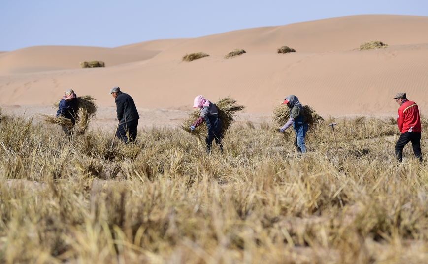 內(nèi)蒙古完成三大沙漠林草鎖邊帶合龍