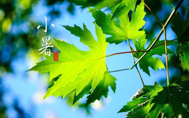 節(jié)氣專稿 | 陳耀輝：小暑