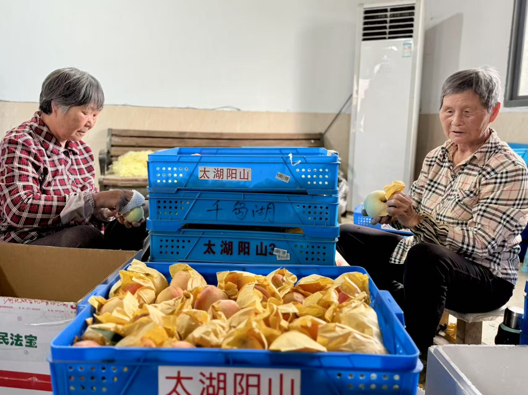 陽山科技+文旅書寫甜蜜「桃經(jīng)濟」