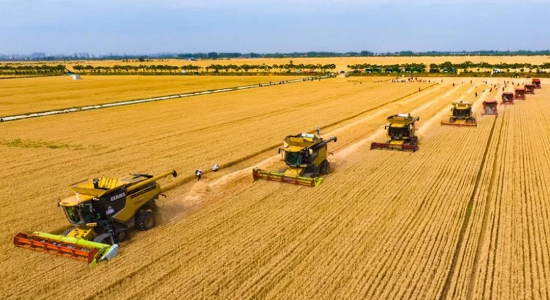 今年中國夏糧實現(xiàn)穩(wěn)產(chǎn)豐收