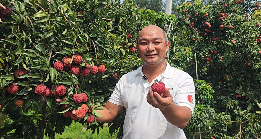 【百千萬(wàn)一齊港】給「荔」！博羅：打出「組合拳」煉就「甜蜜果」