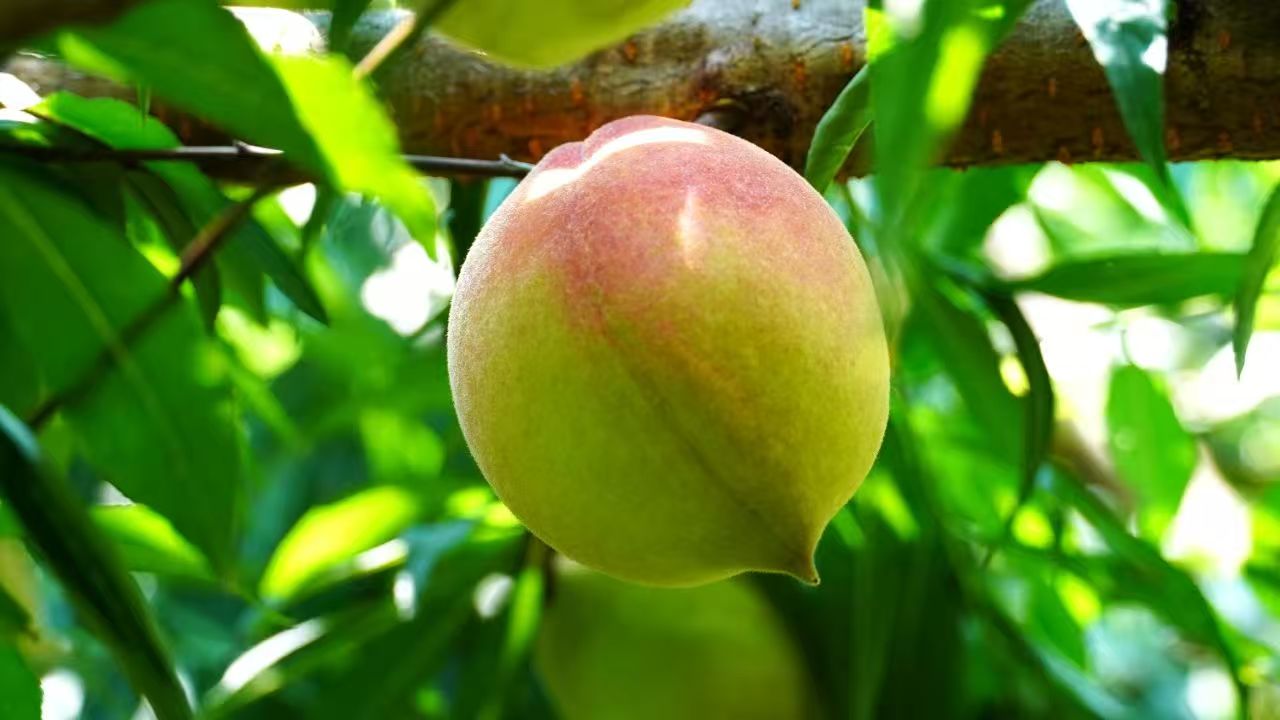 廣東新豐澗下村：超5萬(wàn)斤鷹嘴桃新鮮開摘  邀您品嘗「爽脆甜」