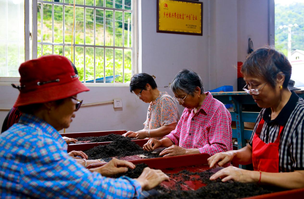 一片茶葉富了鄉(xiāng)鄰  皖南祁門石跡村之「共富密碼」