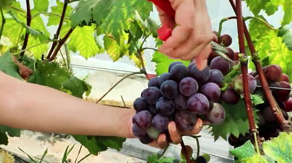 【視聽山東】特色農(nóng)業(yè)繪就鄉(xiāng)村振興新畫卷