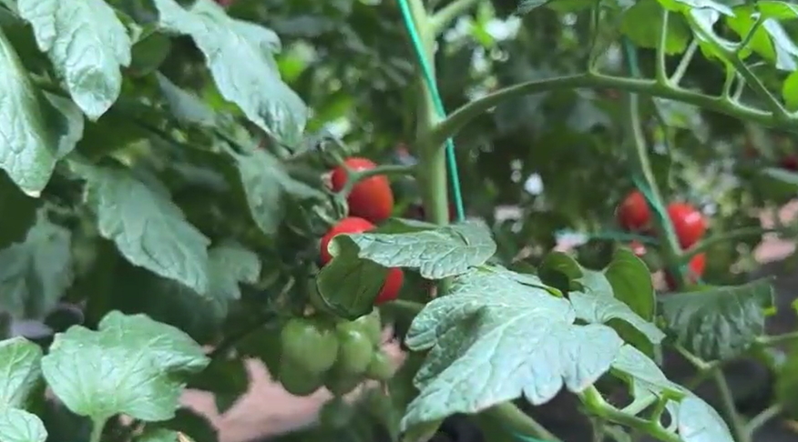 【視聽山東】紅果壓枝低 豐收正當(dāng)時(shí)