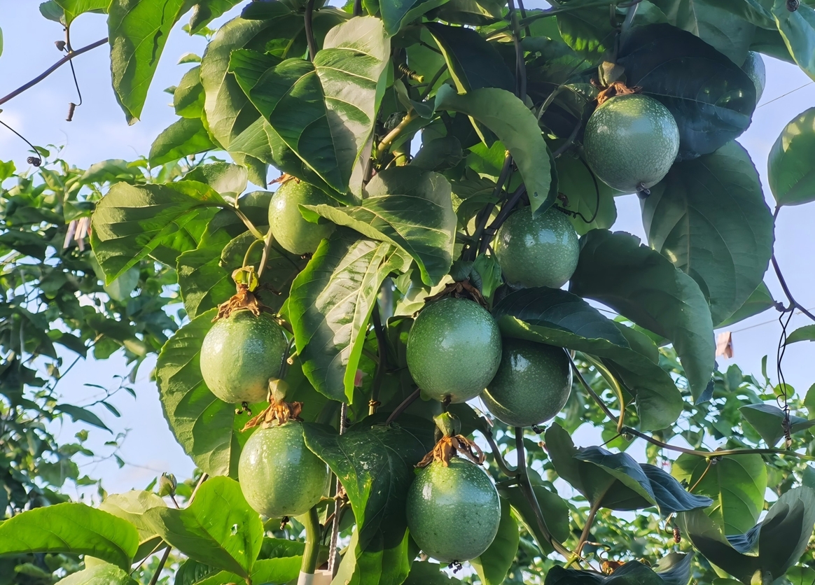 返鄉(xiāng)青年扎根鄉(xiāng)土種「黃金」 百香果飄香繪就鄉(xiāng)村振興新畫捲