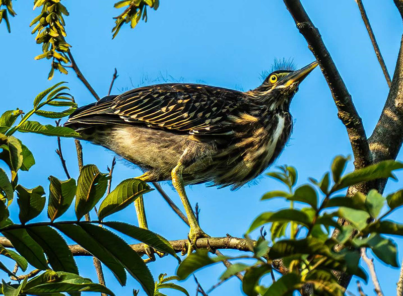 皖祁門縣：綠鷺驚現(xiàn)「生態(tài)王國」