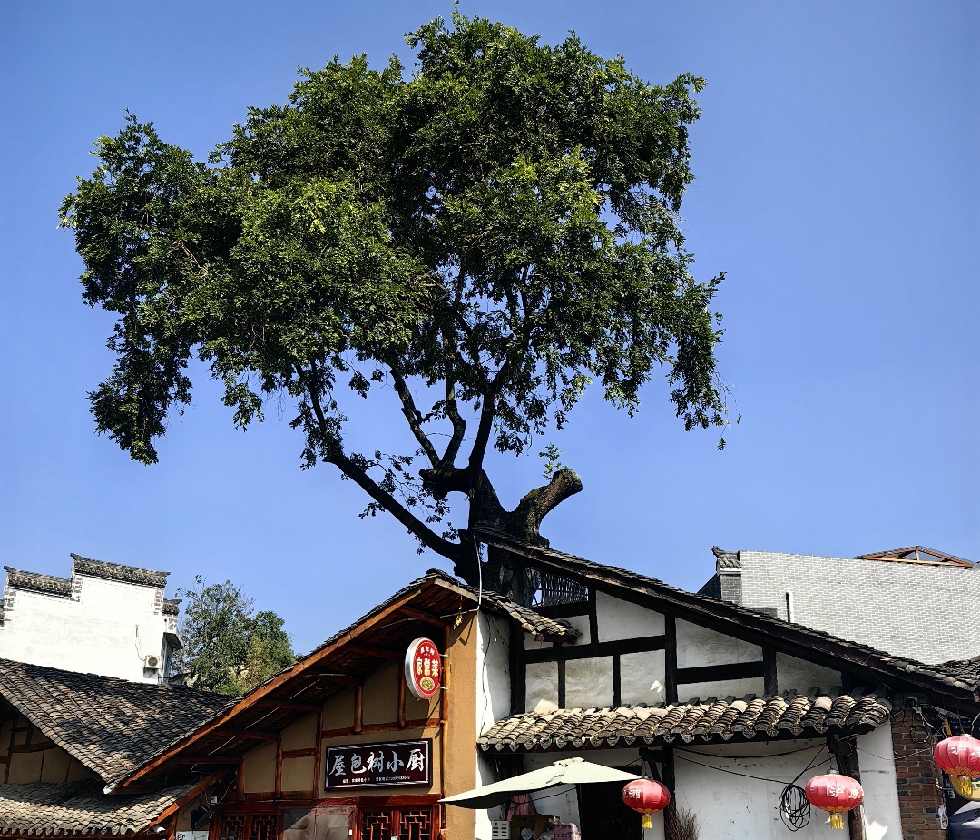 【長在隨筆】屋包樹