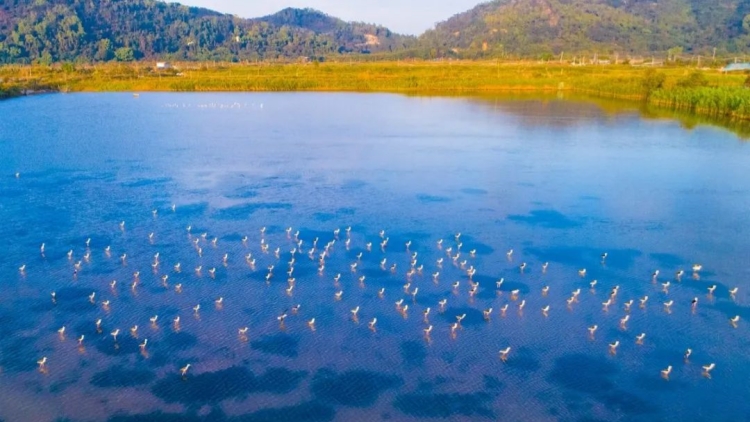 珠海紅樹(shù)林總面積翻一番 持續(xù)擦亮城市生態(tài)名片