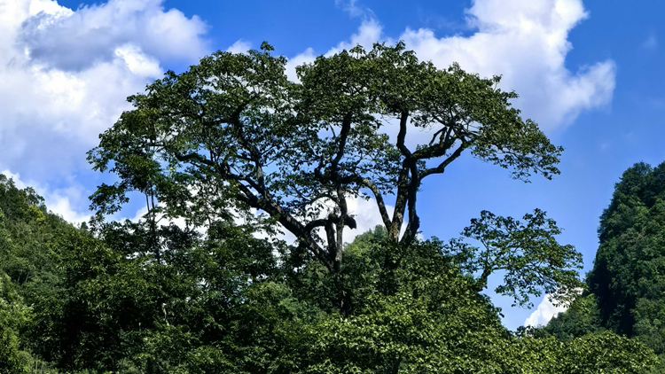 時(shí)隔70多年 廣西再次發(fā)現(xiàn)極度瀕危植物滇桐