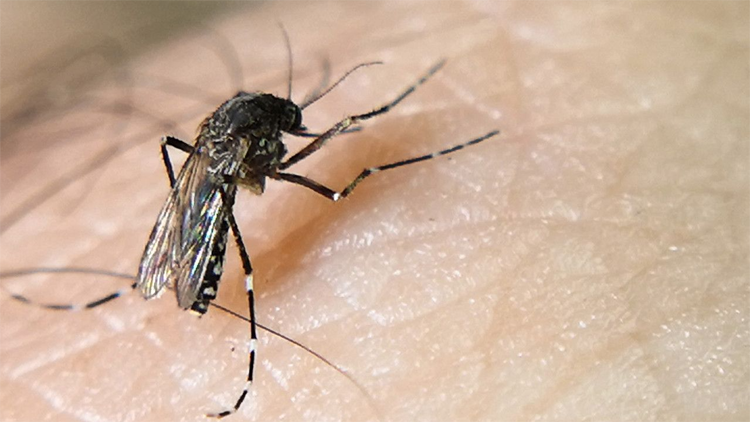 法國近期報告30例基孔肯尼亞熱本土傳播病例