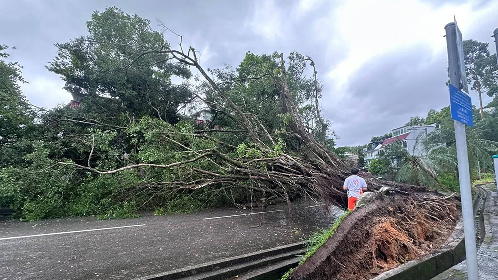 全港240宗塌樹 14男女風(fēng)暴期間受傷