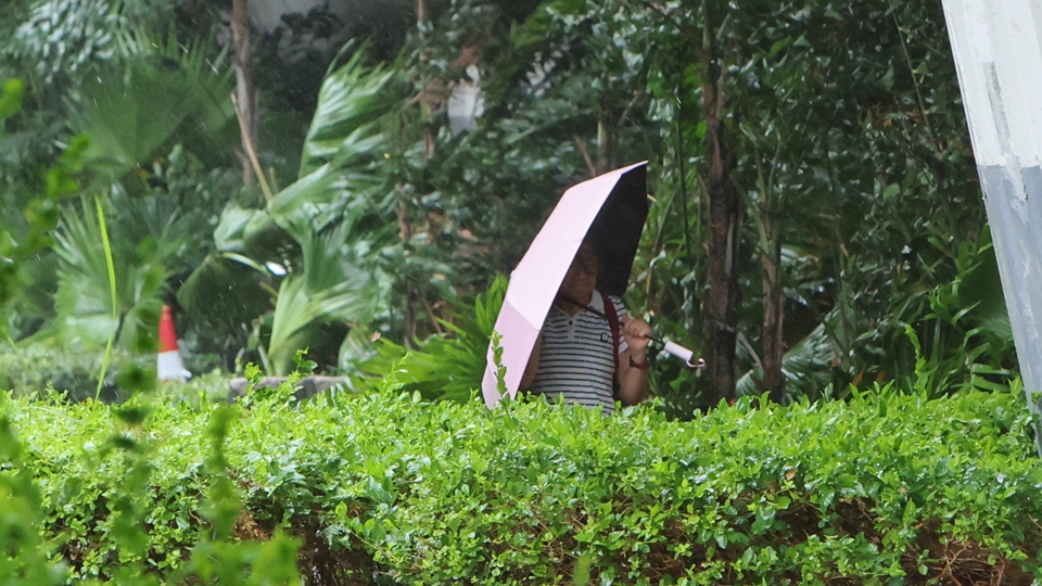 韋帕襲港｜政府收471宗塌樹報(bào)告 26人風(fēng)暴期間受傷