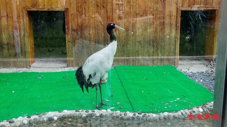 野生動物的「生命方舟」：祁連山國家公園野生動物救護(hù)站
