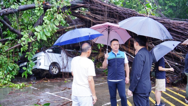 李世榮聯(lián)同政府各部門 跟進(jìn)小瀝源村風(fēng)暴期間塌樹事宜