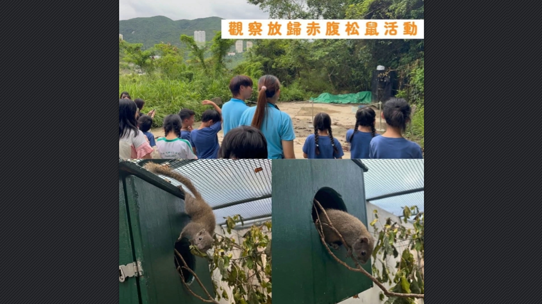 海洋公園聯(lián)同嘉道理農(nóng)場暨植物園合作 再成功「軟式野放」赤腹松鼠