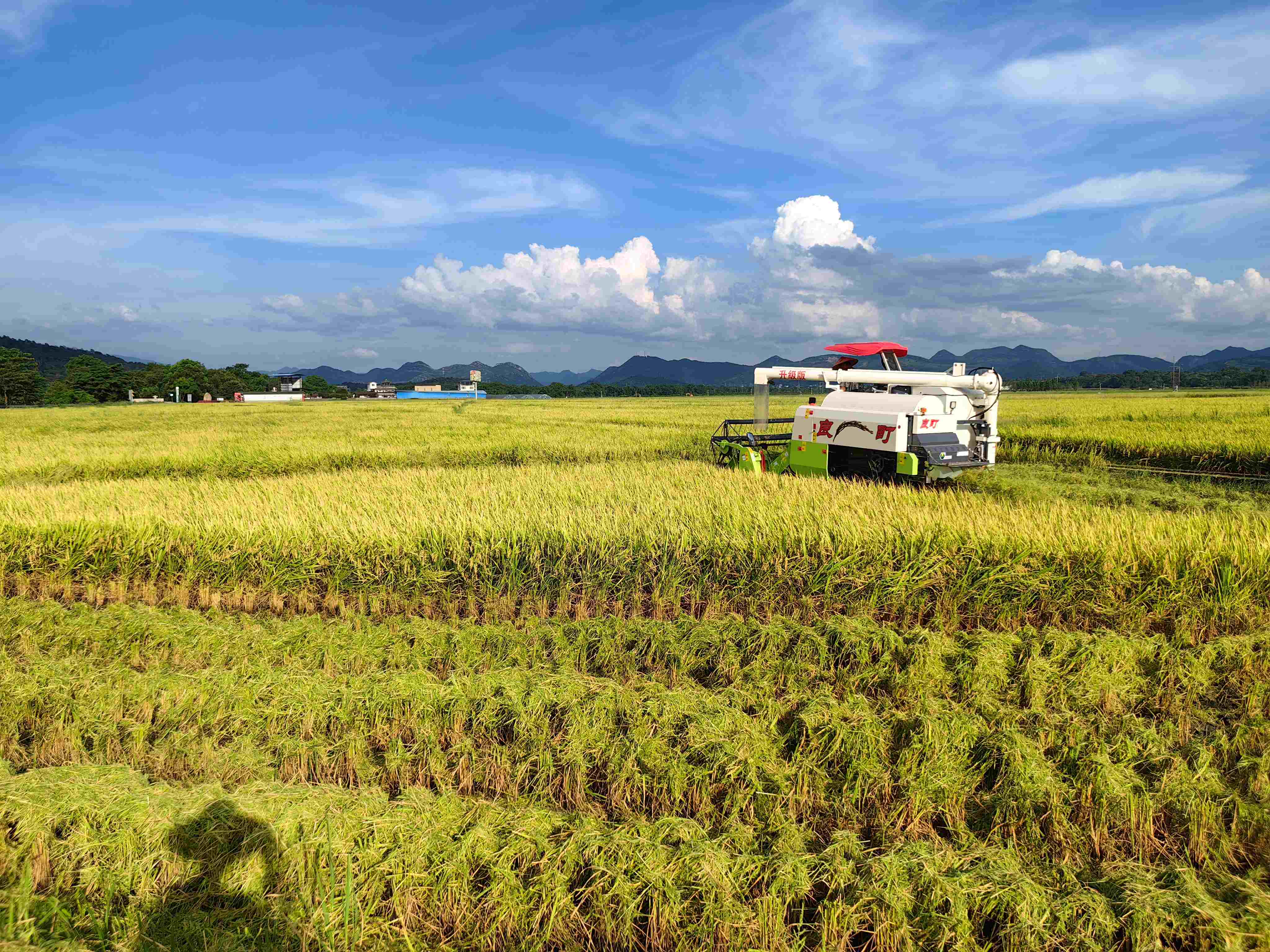 廣西早稻豐收在望 智能化農(nóng)機(jī)助力顆粒歸倉