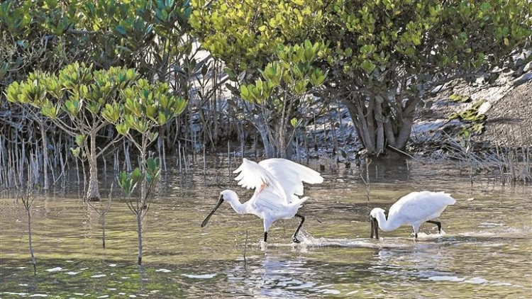深圳推出全國首個生物多樣性友好公園建設(shè)地方性技術(shù)文件