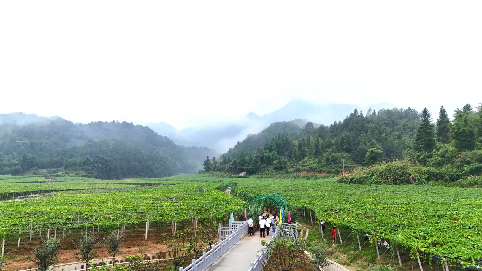 廣東新豐：手機(jī)變農(nóng)具！「網(wǎng)絡(luò)推薦官」探村「曬」豐收