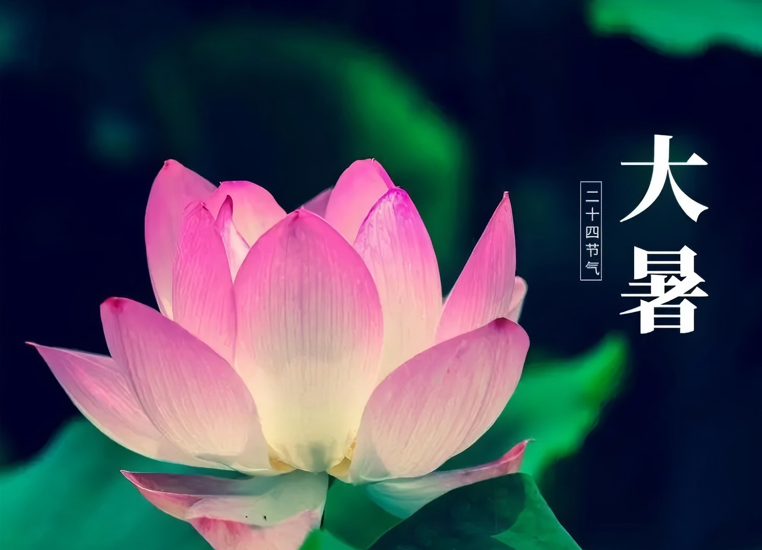 節(jié)氣專稿|陳耀輝：大暑