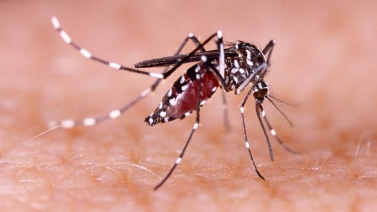 廣東佛山四區(qū)基孔肯尼亞熱確診2658例