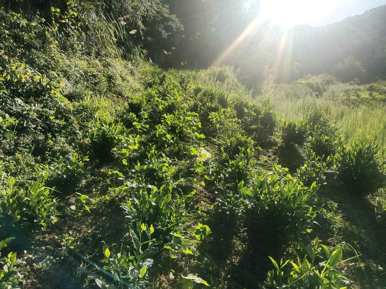 皖祁門縣：堅持綠色發(fā)展 深耕「生態(tài)興茶」