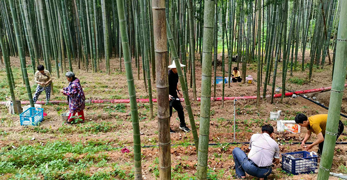 皖歙縣開投集團：竹蓀撐開「致富傘」 聯(lián)農(nóng)共繪和美卷