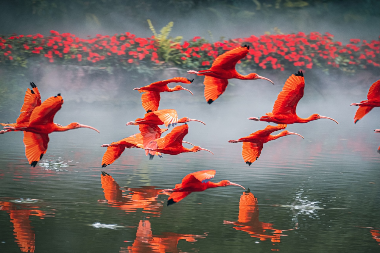 開啟「神奇之旅」 長(zhǎng)隆飛鳥濕地精靈節(jié)盛夏啟幕