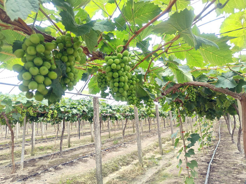 皖黟縣碧陽鎮(zhèn)：「馬道葡萄」碩果盈枝  「產(chǎn)業(yè)拼圖」生機勃勃