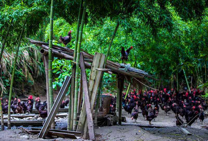 皖黟縣：「林下+N」立體式發(fā)展 助力「綠富」雙贏