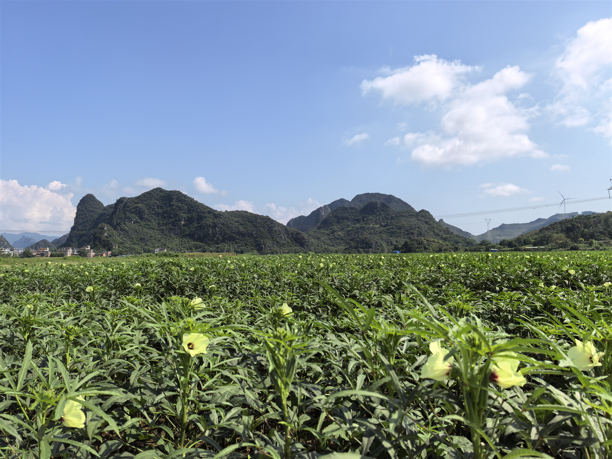 記者走進(jìn)桂賀州供港蔬菜基地 朔源生態(tài)之地產(chǎn)好菜