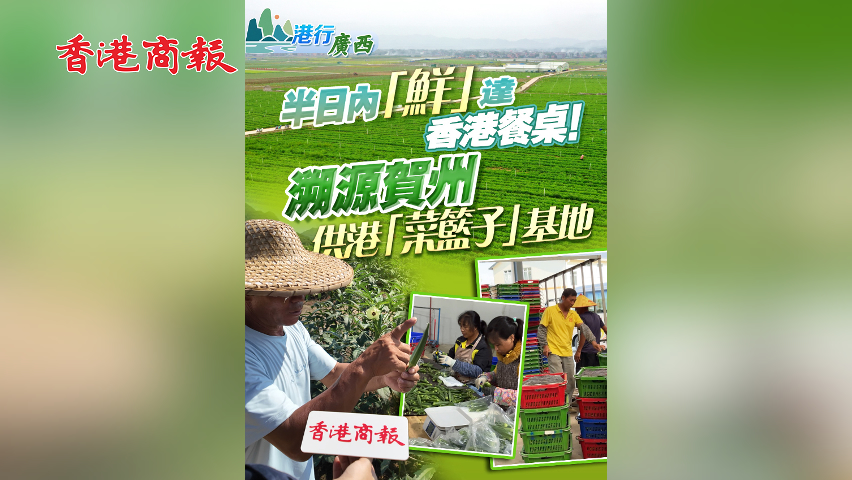 有片丨【港行廣西】半日內(nèi)「鮮」達(dá)香港餐桌！溯源賀州供港「菜籃子」基地