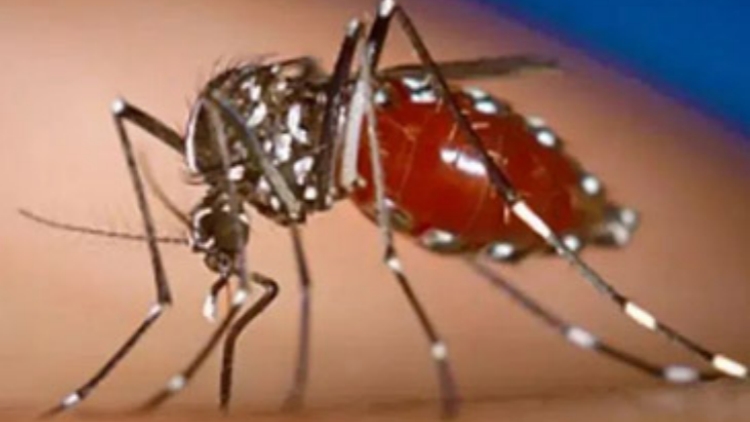 過去7日內(nèi) 廣東省新增2940例基孔肯尼亞熱病例