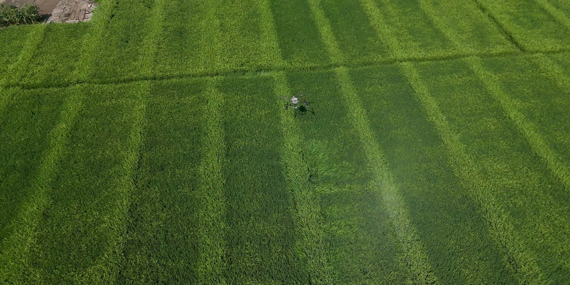 種業(yè)技術(shù)革新 四川梓潼水稻制種科技實踐引發(fā)國際關(guān)注