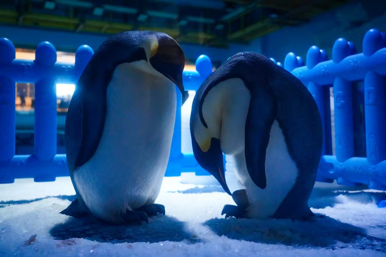 帝企鵝建軍節(jié)產(chǎn)蛋迎新生！鄭州海昌進入萌寶「蛋」生倒計時