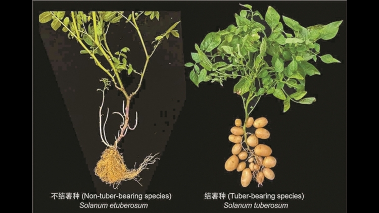 馬鈴薯原是「混血兒」 深圳科學(xué)家團(tuán)隊：其「雙親」是類馬鈴薯和番茄