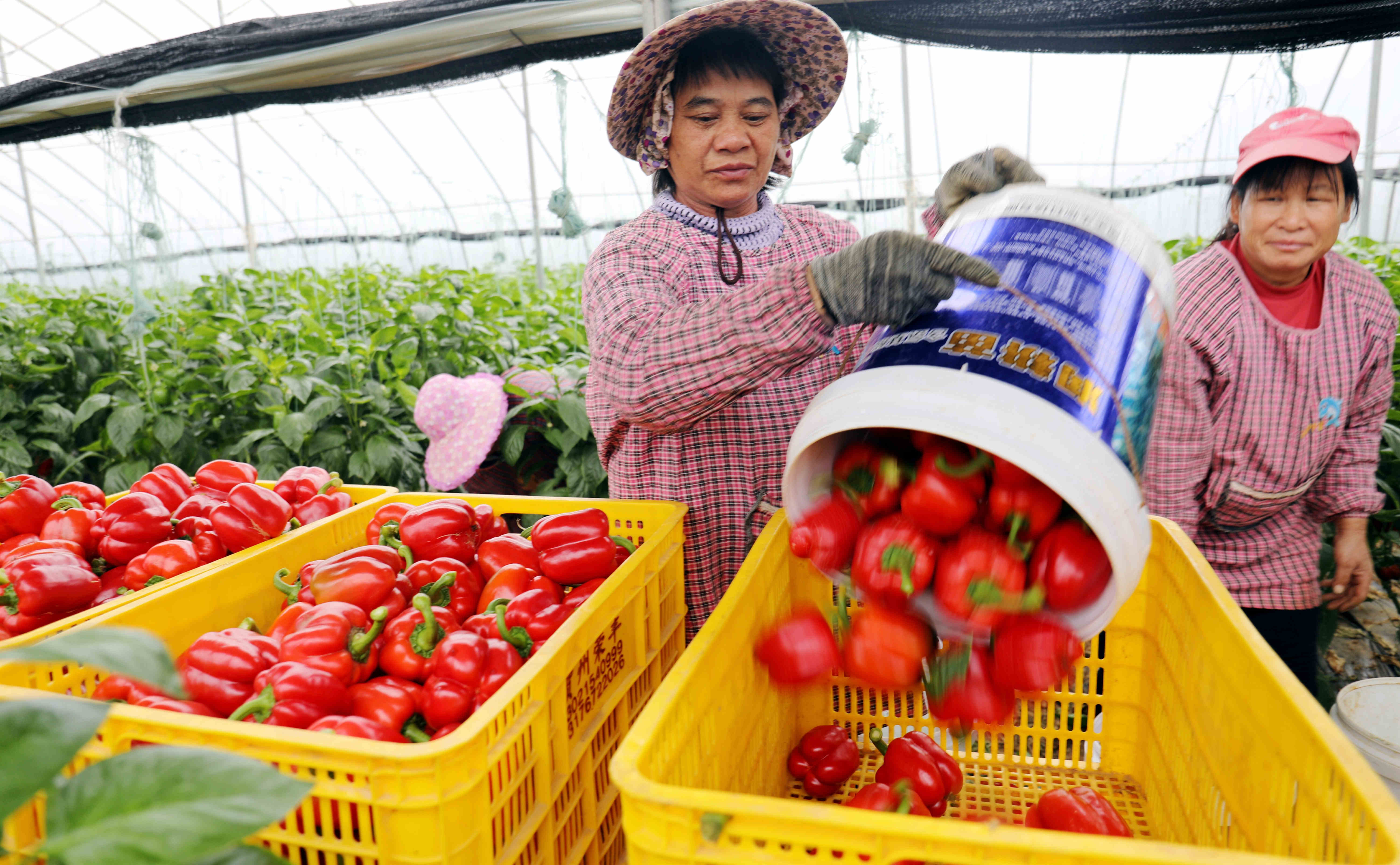 桂賀州平桂區(qū)辣椒豐收  年產(chǎn)值達(dá)2.5億