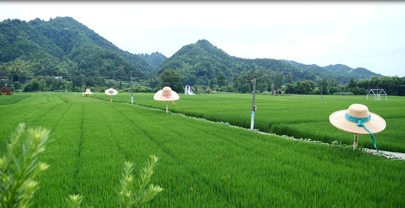 皖休寧商山鎮(zhèn)：農(nóng)旅融合 繪就和美鄉(xiāng)村新畫卷