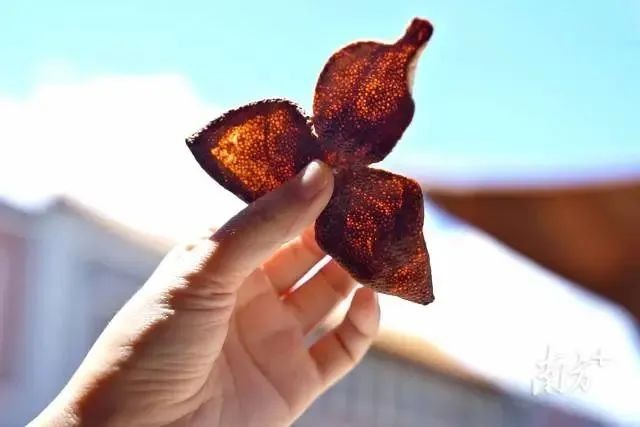 新會(huì)陳皮 「陳」功登頂