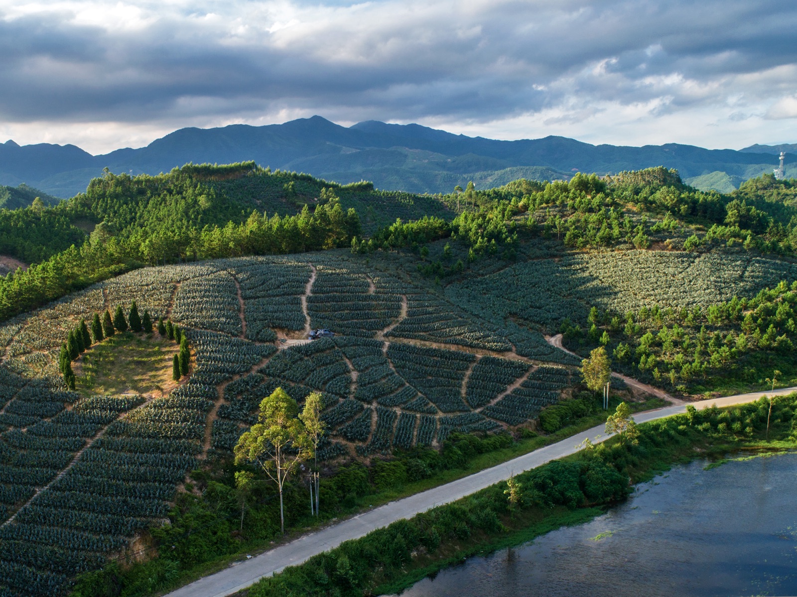 鳳梨飄香惠來夜  電商織網(wǎng)助「百千萬(wàn)」——惠來縣鳳梨文化集市點(diǎn)亮鄉(xiāng)村「甜蜜經(jīng)濟(jì)」