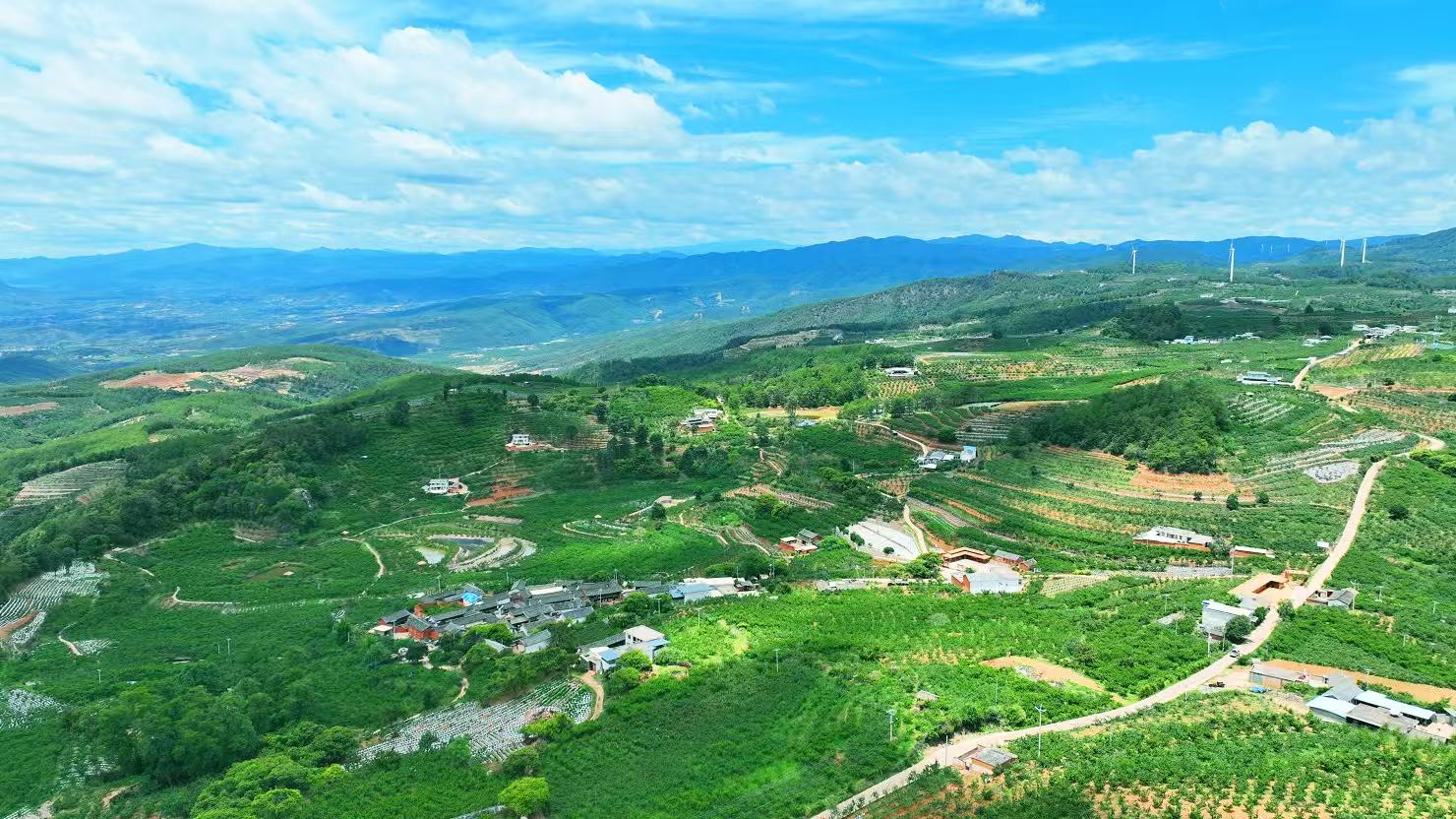 永仁：龍泉玉桃迎豐收 碩果盈枝助振興