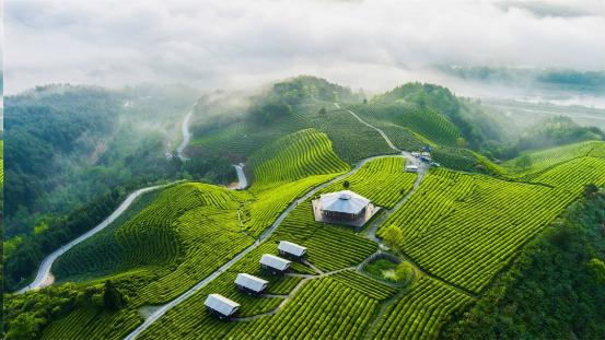 讓地域品牌走向世界 「皖美徽茶縣長說」系列活動(dòng)即將開啟