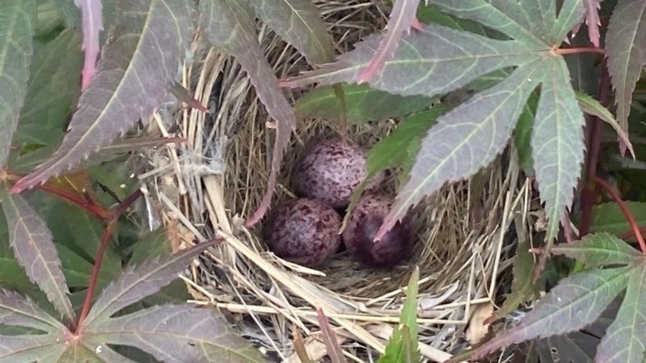 【長在隨筆】鳥之趣