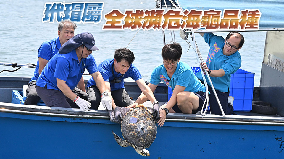 去年7月於長(zhǎng)洲南氹灣獲救玳瑁今日重回大海
