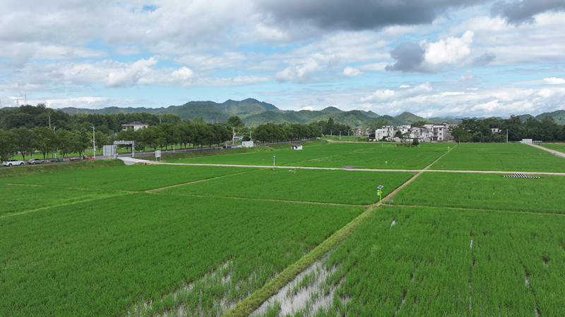 【港商觀察】創(chuàng)新模式科學運營  皖屯溪屯光鎮(zhèn)破解農(nóng)田撂荒難題