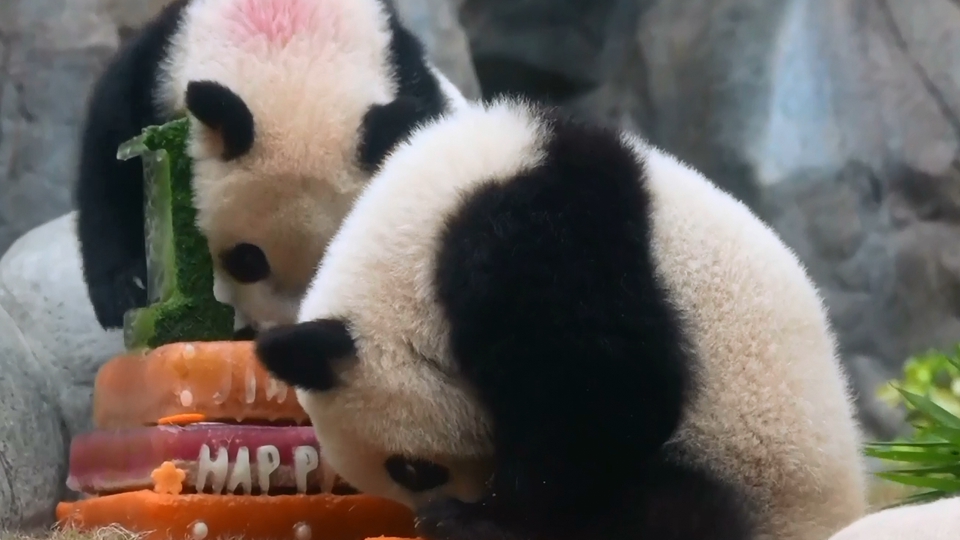 有片｜「加加」「得得」1歲了，海洋公園舉行盛大生日派對(duì)