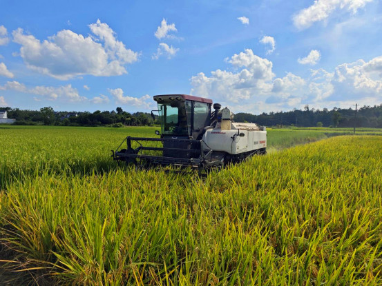 「一種兩收」優(yōu)產(chǎn)增效 皖休寧縣再生稻喜迎豐收