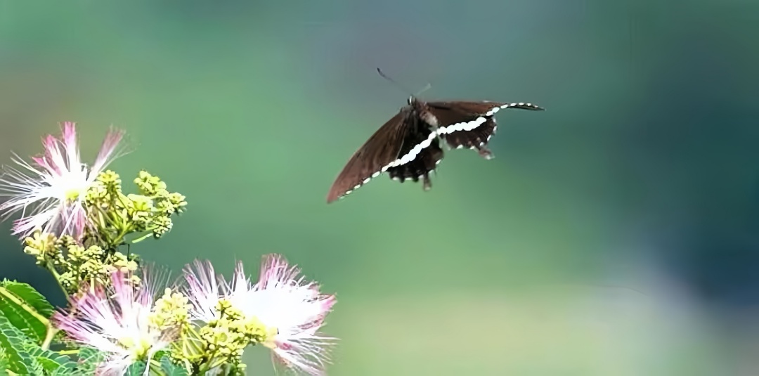 【長在隨筆】退翁攝影應(yīng)和記趣