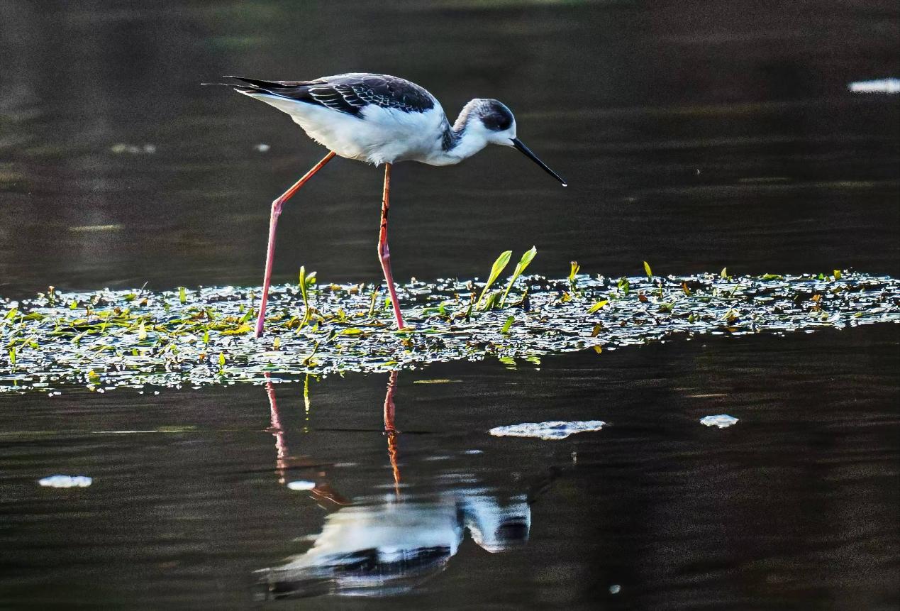 皖祁門縣：拍攝鳥類百態(tài) 盡展最美生態(tài)