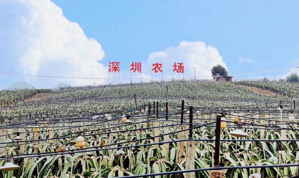 深圳跑出超千億農(nóng)企，龍頭數(shù)量全國霸榜